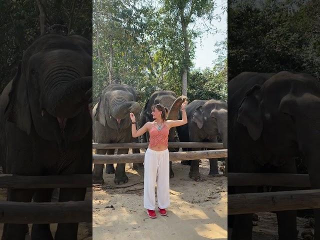 Asian elephant conservation _ Elephant Protection | A Story of Hope and Redemption