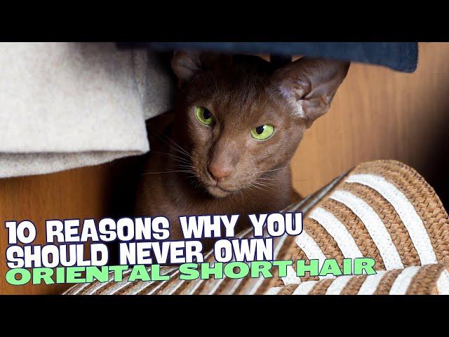 10 Reasons Why You Should Never Own an Oriental Shorthair Cat! 