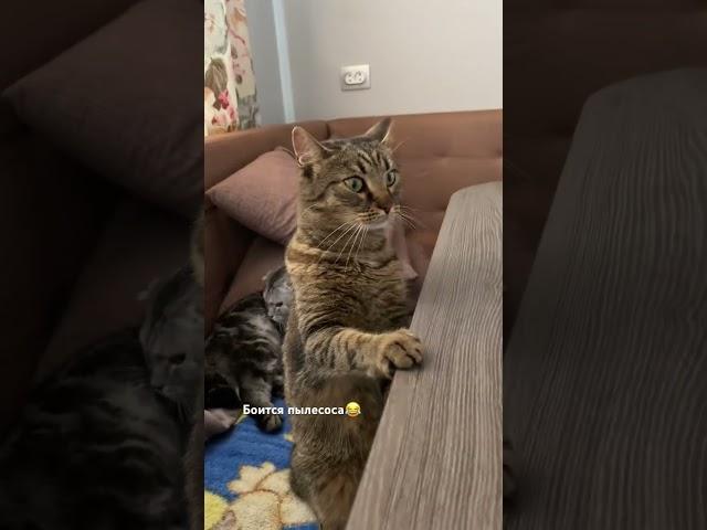 26.02 С котами все хорошо️ #youtube #cat #веселыекоты #shortvideo #catlover #прикольныекоты #котик