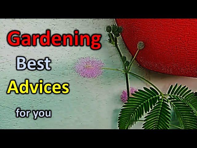 Gardening advice and tips for home and house garden , know how