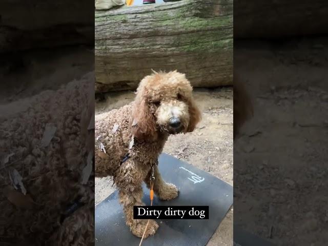 Penny Needs a Bath #caitylotz #dogsofinstagram #instagramstories #legendsoftomorrow