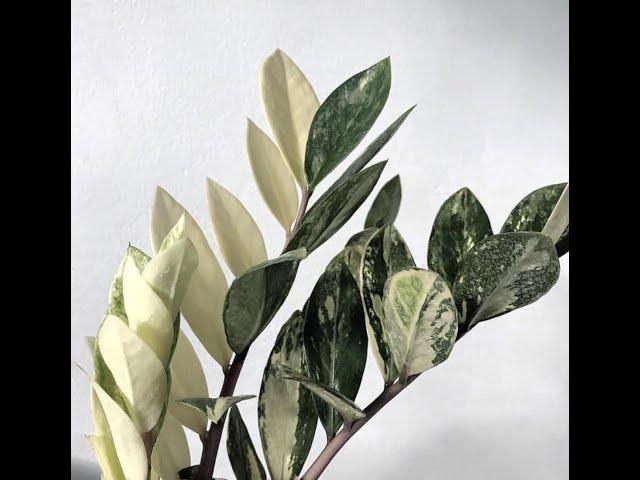 All the Known Varieties of ZZ Plant (Zamioculcas zamiifolia) - 12 cultivars