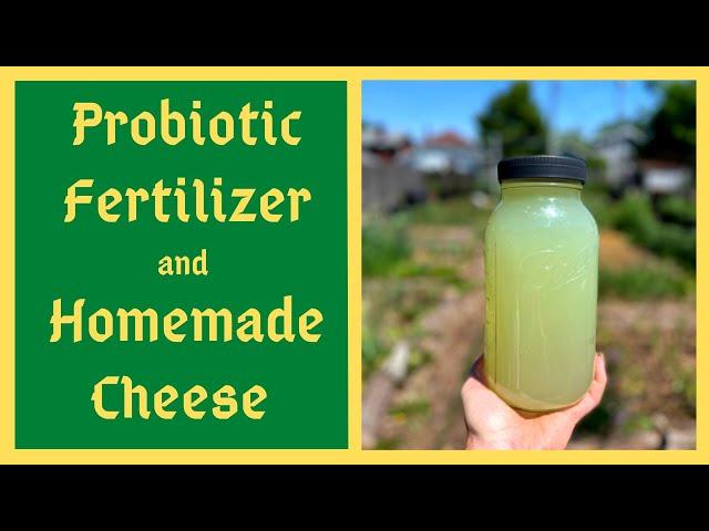 Supercharge Your Soil and Body With Lactic Acid Bacteria Serum- Homemade Probiotic Fertilizer - LABS