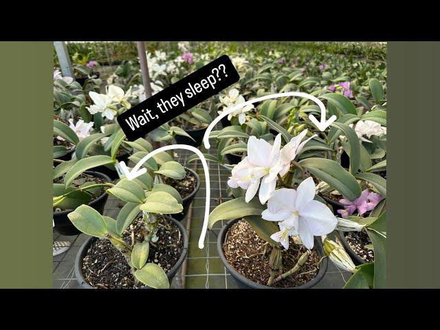 Cattleya Dormancy