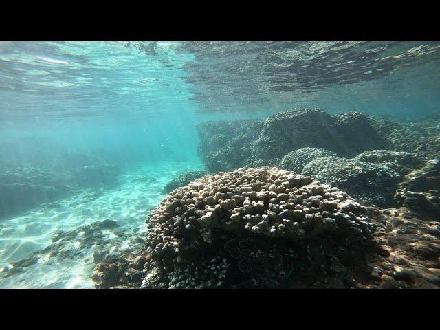 Snorkeling at Olowalu, Maui