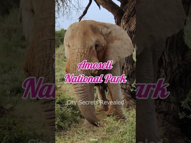 Best Places to visit in Kenya || #shorts #travel #kenya #travelkenya