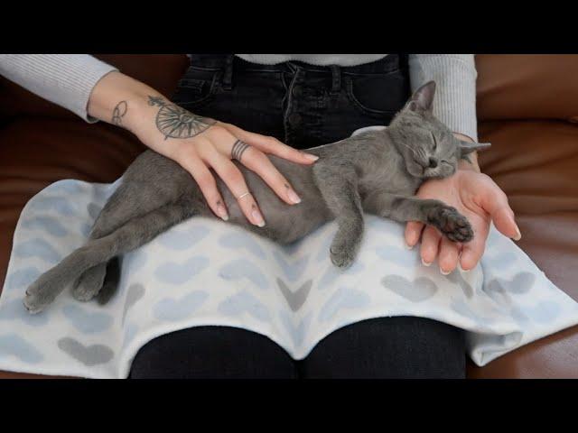 ASMR Kitten Massage (Gentle Acupressure, Hypnosis, Gua Sha) 