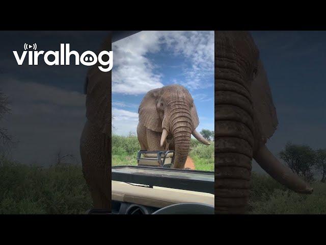 Close Encounter With Curious African Elephant || ViralHog