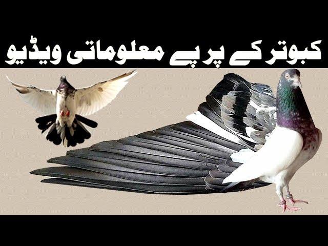 Pigeons Feather an Informative Video