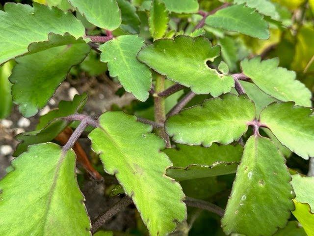 Leaf of Life Plant (Bryophyllum Pinnatum) | Herbs of Jamaica #leafoflifeplant #jamaica