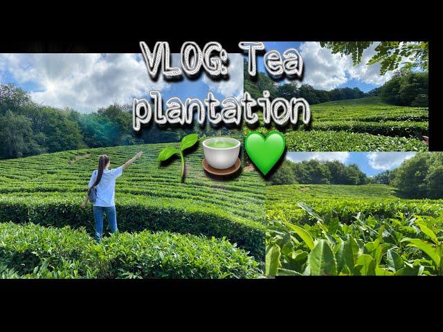 VLOG: Tea Plantation  / Отправились на экскурсию по Чайным плантациям с девчонками  