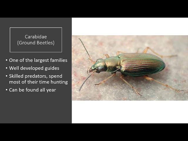 Workshop #2 - Coleoptera (Beetles)