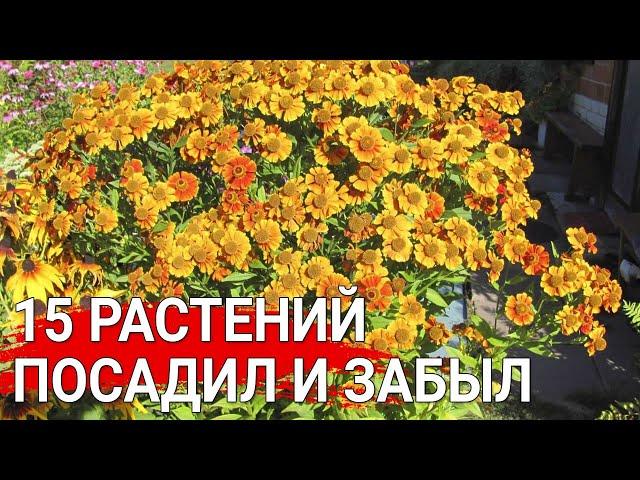 15 растений - посадил и забыл