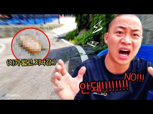 차에 치인 멸종위기 동물 보살폈는데 벌금이 2000만원?!