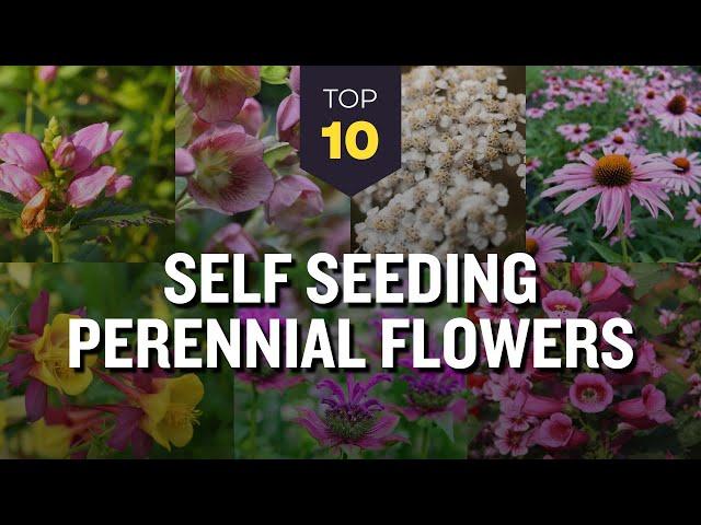 TOP 10 Self Seeding Perennial Flowers  Low Maintenance Plants for Gardening 