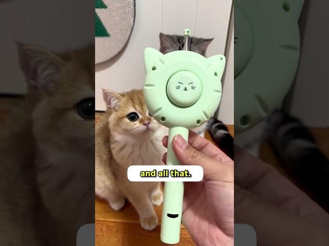 This  All-in-1 Cat Brush  is literally ALL IN ONE  #catshorts