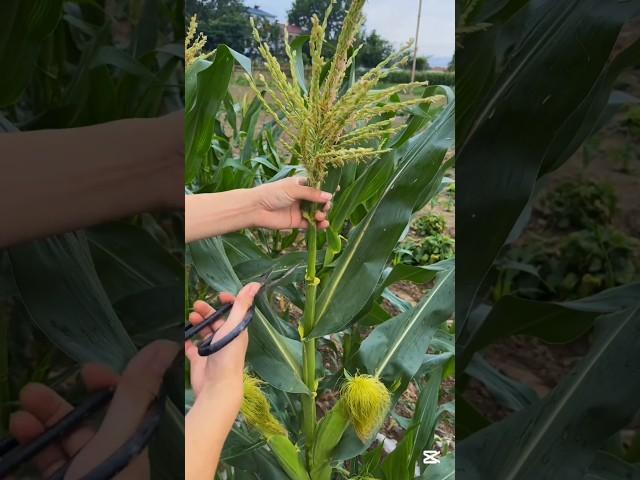 Topping after corn pollination to prevent pest & disease #smartfarming #gardeningtips