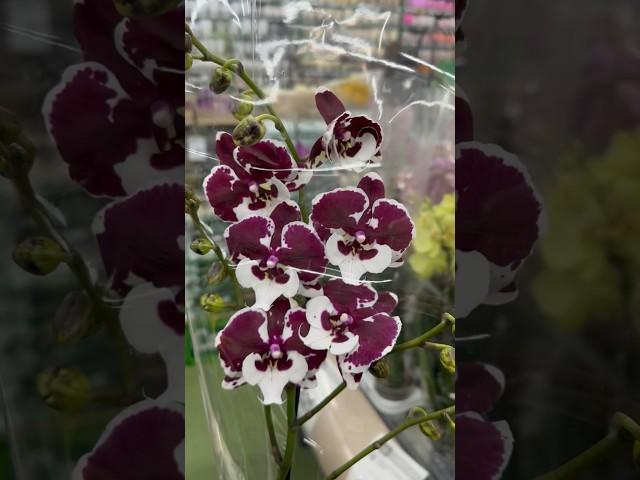 БАГАТО красивих ОРХІДЕЙ #phalaenopsis Епіцентр на Григоренка #kyiv