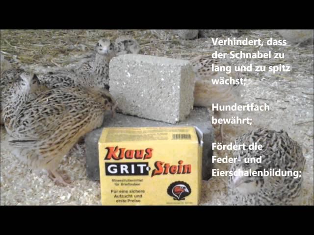 Klaus Gritstein / Wachtelshop