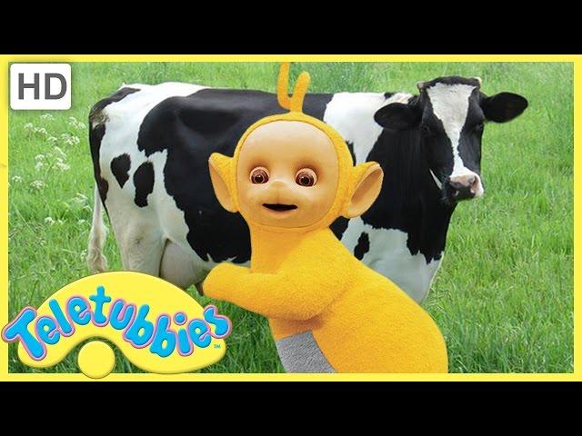 Teletubbies English Episodes Milking Cows  Full Episode - HD (S06E136)