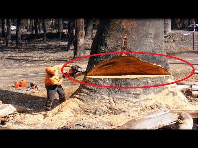 Big Wood Cutting Machines | wood processing & sawmill equipment | Chainsaw Wood Cutting Machine