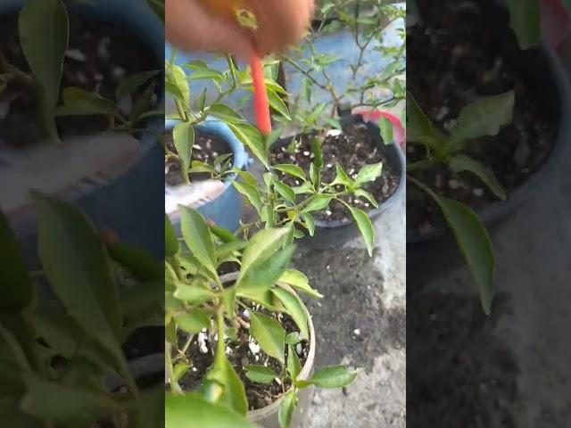 harvest time  sili at kamatis ️ #urbangardening #hobbygardening #citygardening #roofgardening