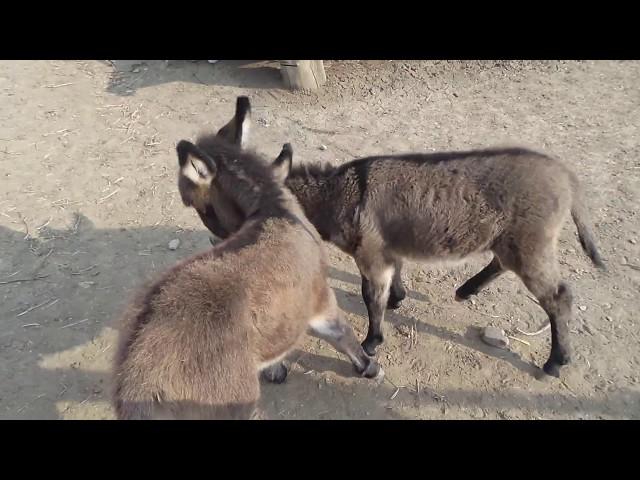 Les 2 compères : Hélium et Hector de Bel'Âne