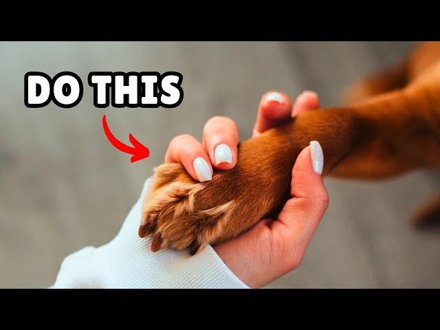 12 Ways to Tell Your Dog You Love Them (So They Can Understand)