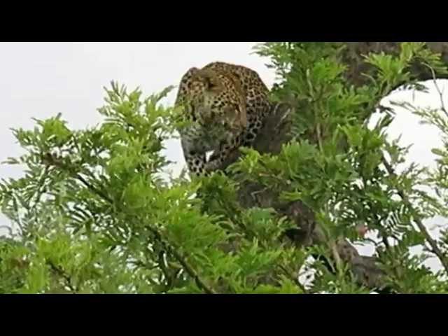 Relaxed leopard leaving tree when bird makes too much noise
