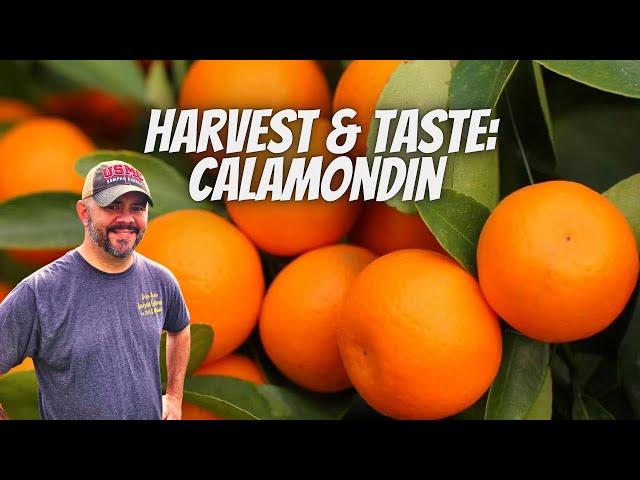 Harvest and Taste || Calamondin Orange Tree || Down-Home Backyard Gardening