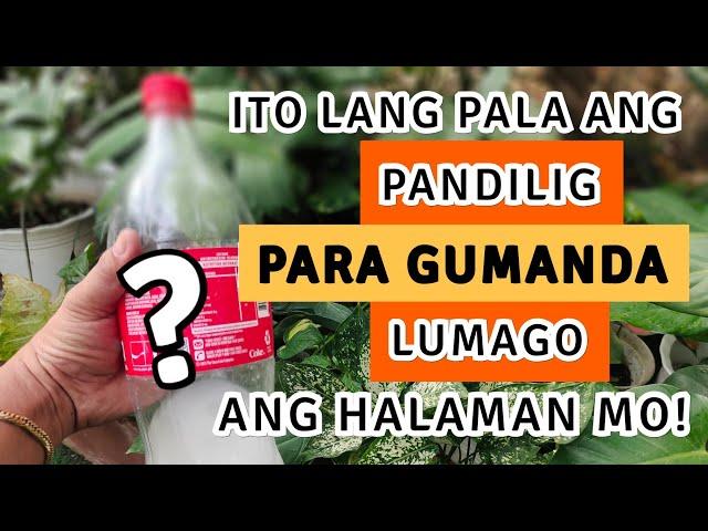 EFFECTIVE TIPS PAMPALAGO, PAMPABULAKLAK, AT PAMPAGANDA NG HALAMAN! | PLANT CARE