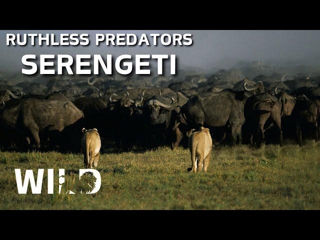 WILD SERENGETI | The Endless Chase of Lion and Buffalo | Animal Documentary