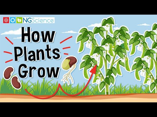 How Plants Grow