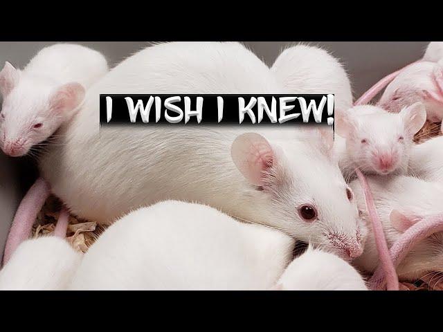 10 Things I Wish I Knew Before Breeding Mice!