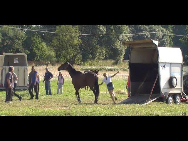 "Když si kůň postaví hlavu" (Všetice 2013, den kdy se balí) HD video Vašek Skořepa CŠV