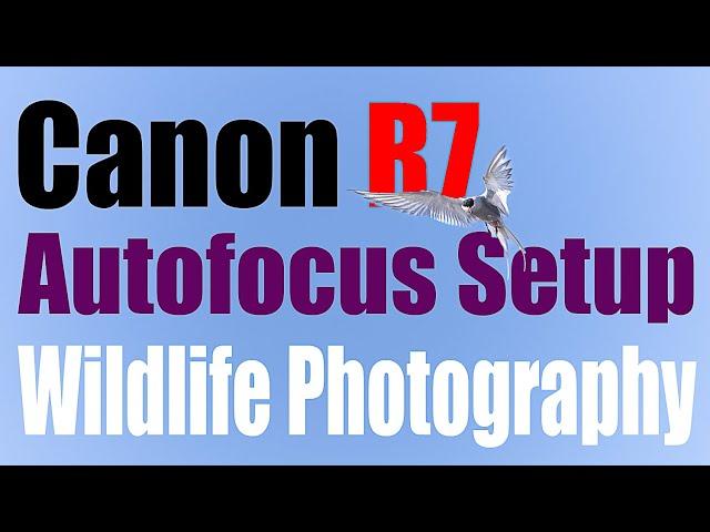 Canon R7 - Autofocus Setup and Button Layout for Wildlife Photography