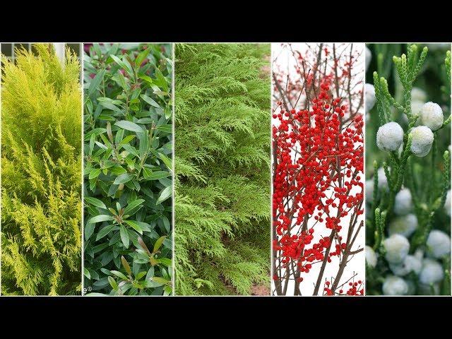 Five Plants for Winter Interest! ️// Garden Answer