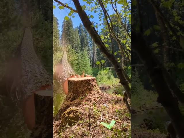 Powerful Tree Cutting in Action! 🪓#TreeCutting #Logging #woodworking  #wood #chainsawpower