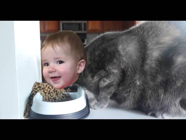 CAT BABY PART 2