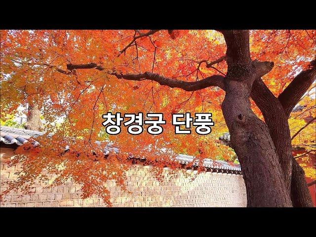 [창경궁 단풍] 서울단풍명소 Seoul Autumn Leaves, Changgyeonggung