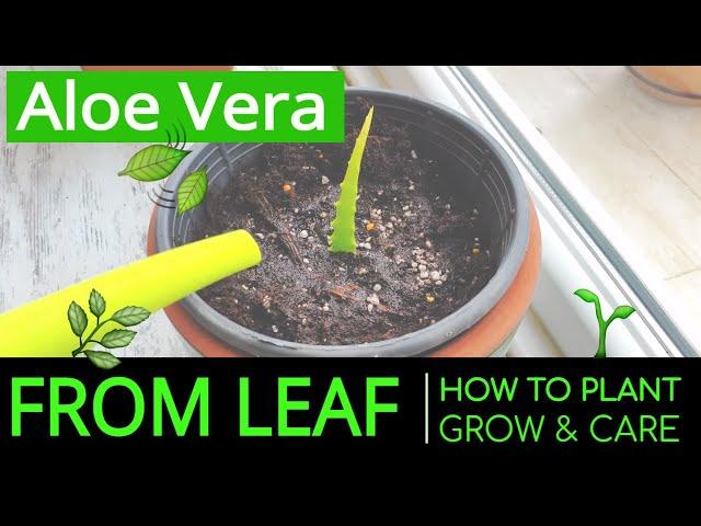 How to Plant & Grow Aloe Vera at Home from Leaf? Planting & Caring Aloe Vera in a Pot