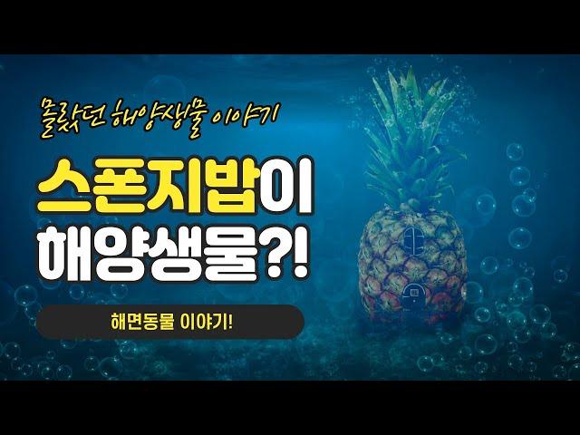 [ 해양생물 이야기] 4 몰랐던 해양생물이야기 - 해면동물