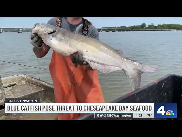 Blue catfish threaten Chesapeake Bay seafood | NBC4 Washington