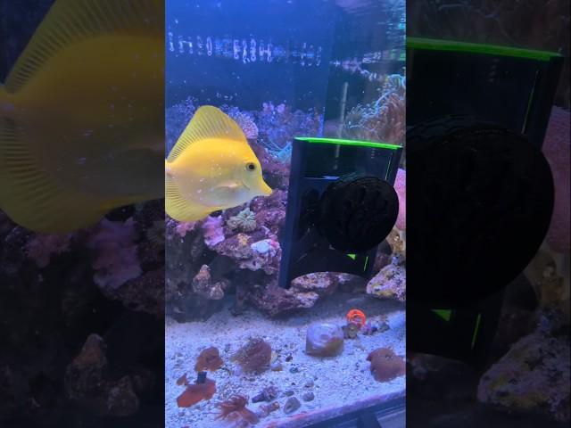Yellow Tang Eats From NORI FEEDER Instantly
