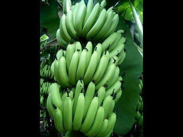 Banana cultivation   Organic Method   Farmer Success Story