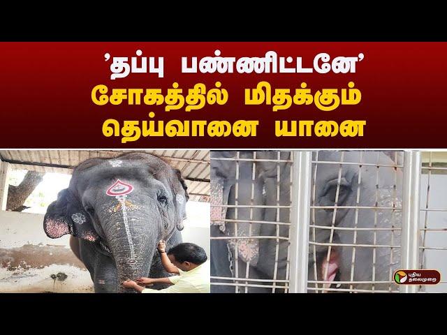 சோகத்தில் மிதக்கும் தெய்வானை யானை | Thiruchendur