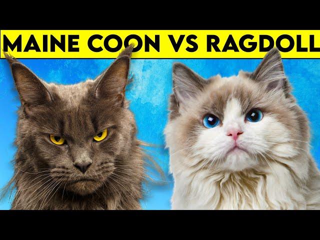 Maine Coon Cat vs Ragdoll Cat - As DIFFERENT As They Can Get!