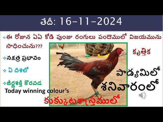 vision of kukkuta sastram in colours update /16 November 2024 today winning colours