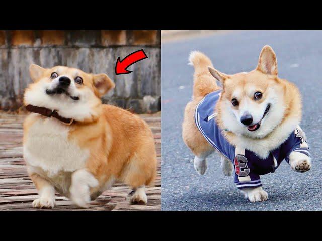 Funny and Cute corgi puppies videos compilation 2021 Cutest corgis Ever!