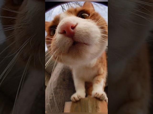 Funny animals 2023 - Funniest Cats and Dogs Video184 #shorts